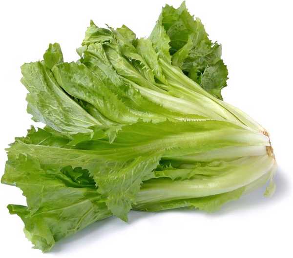 rauwe andijvie stamppot